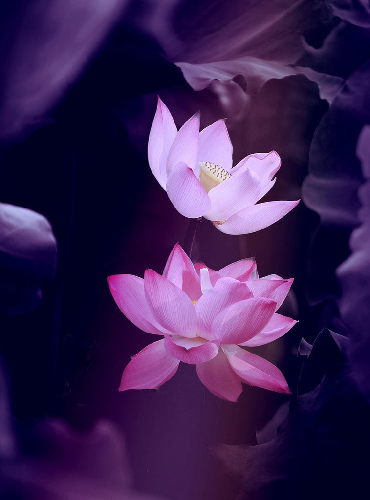 lotus flower